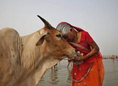 " à¤—à¤¾à¤¯ à¤¬à¤šà¥‡à¤—à¥€ à¤¤à¥‹ à¤¦à¥‡à¤¶ à¤¬à¤šà¥‡à¤—à¤¾ " - à¤…à¤­à¤¯ à¤¸à¥‡à¤ à¤¿à¤¯à¤¾ 