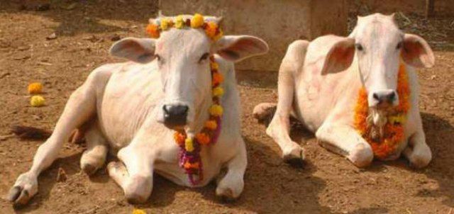 " à¤—à¥Œà¤®à¤¹à¤¿à¤®à¤¾ "