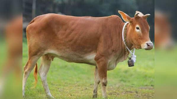 गोशाळा परिसर