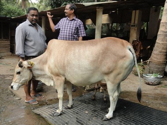 कासारगोड ड्वार्फ गाय