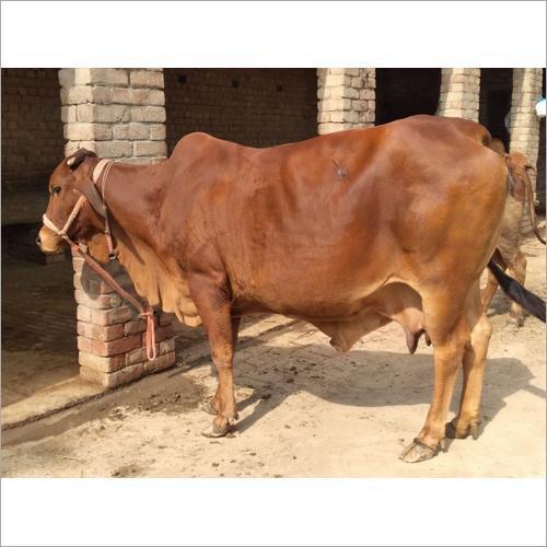 साहिवाल गाय