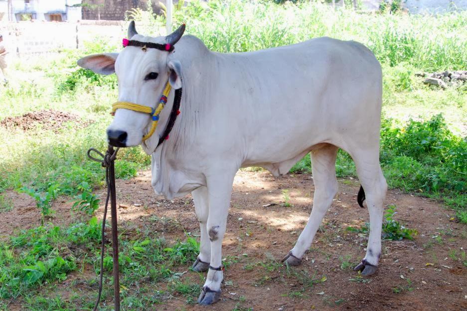 ओंगोल गाय