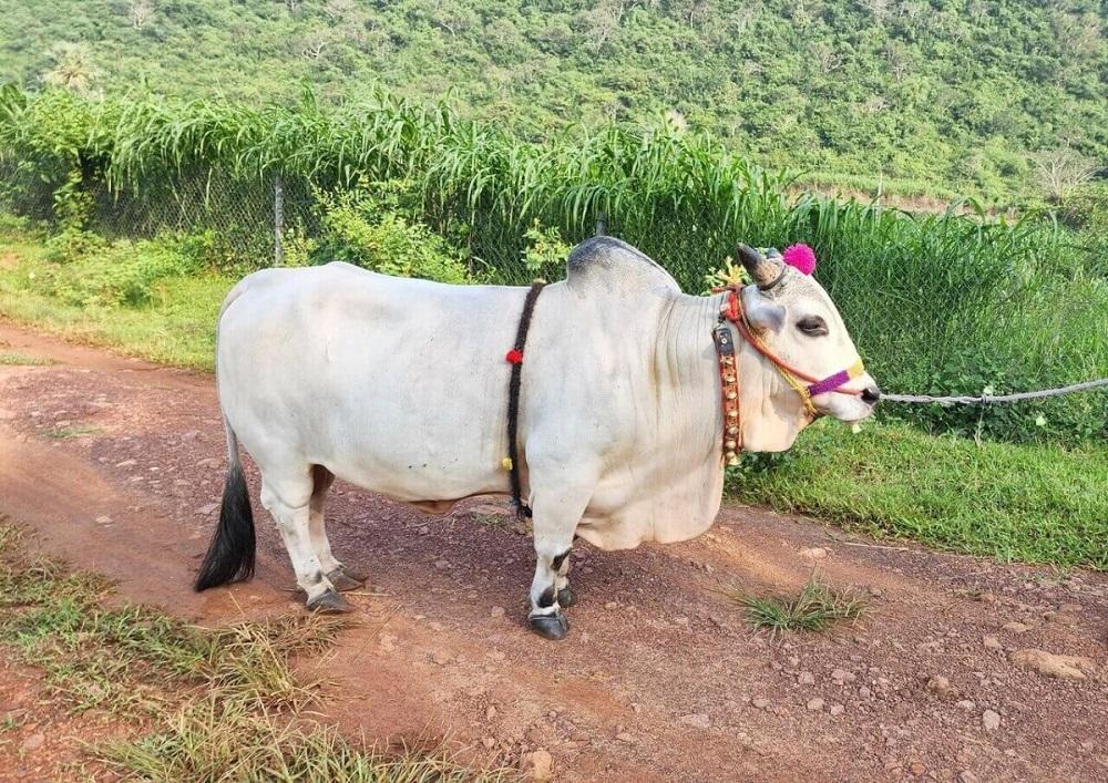 पुंगनूर गाय