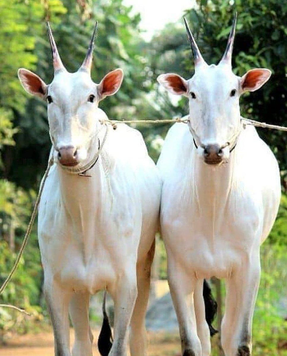 हल्लीकर गाय