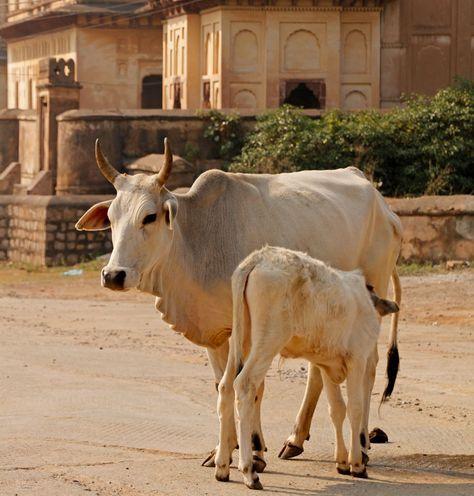 संध्याकाळची आरती