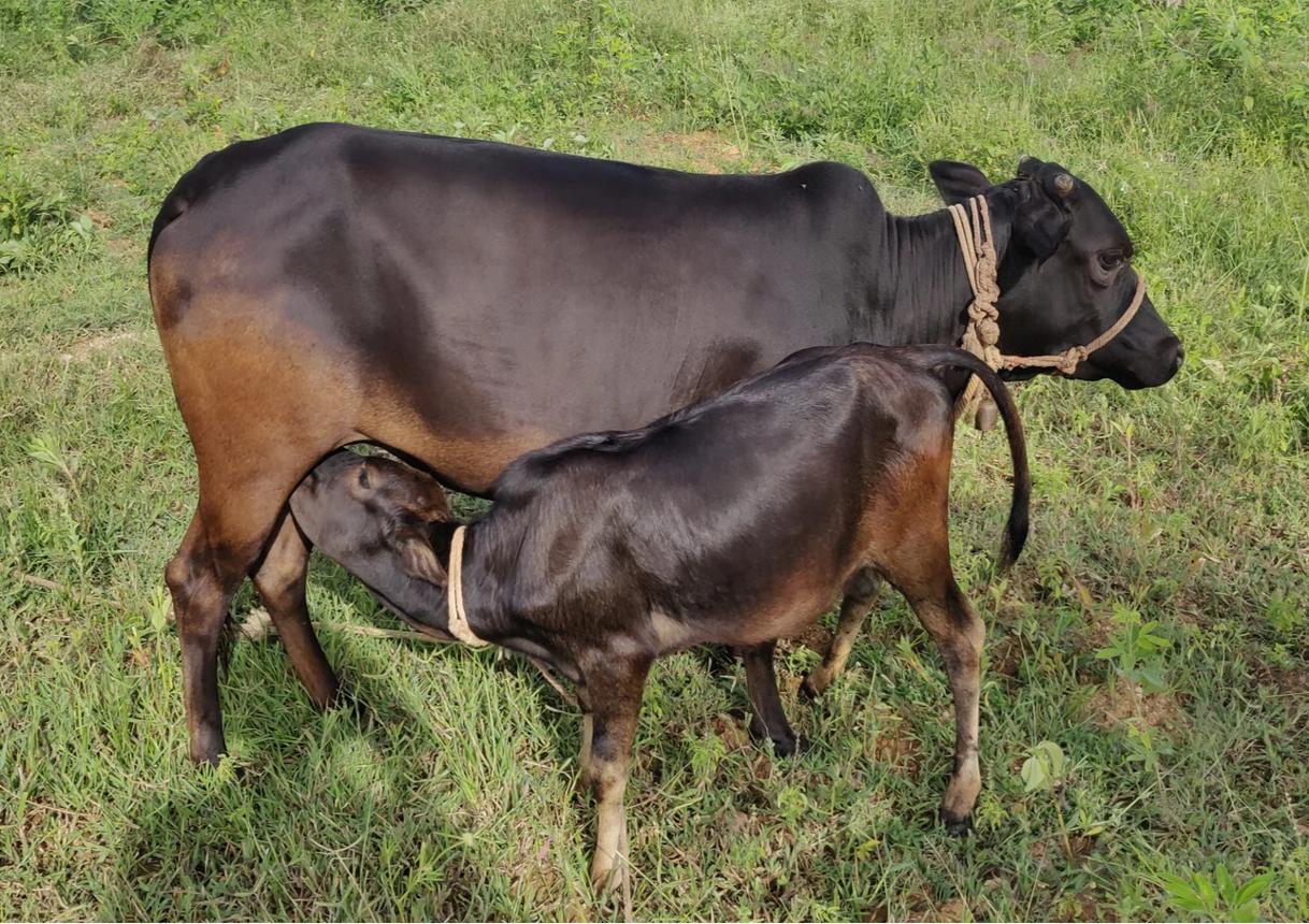 मल्नाड गिड्डा गाय