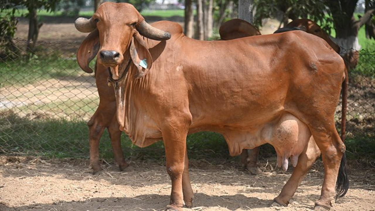 गीर गाय