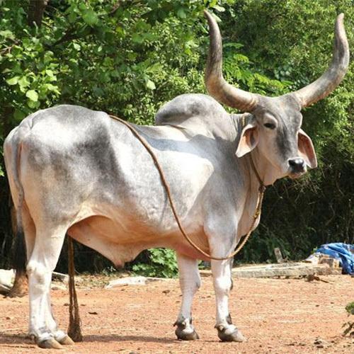 काक्रेज गाय