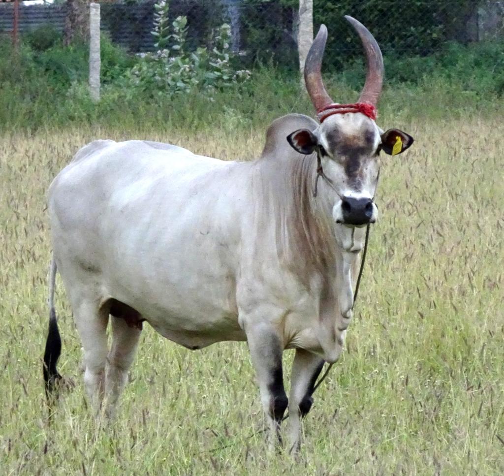 कांगायम गाय