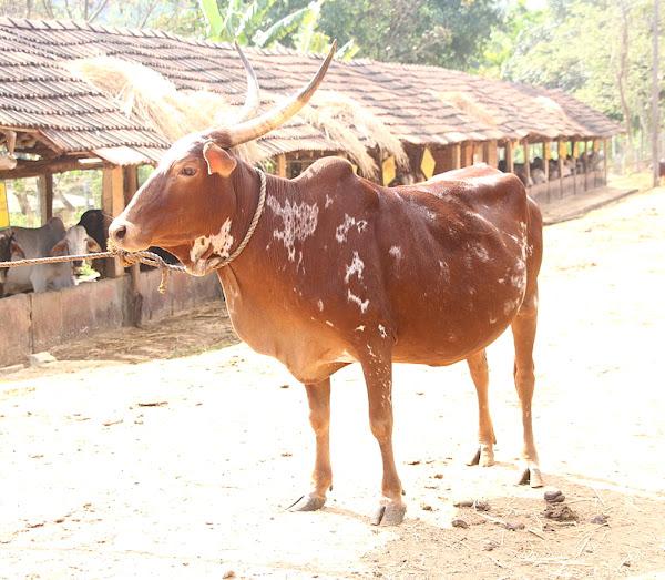 बर्गुर गाय