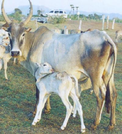 पुलिकुलम गाय