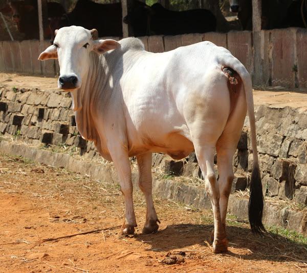 गौळाऊ गाय