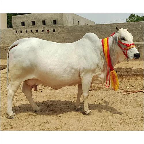 थारपारकर गाय