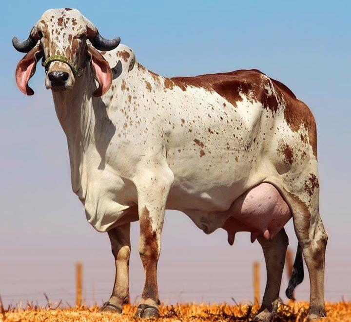 राठी गाय
