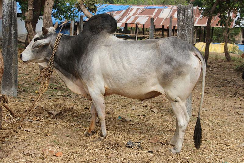 नागोरी गाय